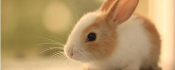 兔子和老鼠是一类动物吗